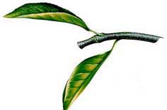 在家练肌肉的方法