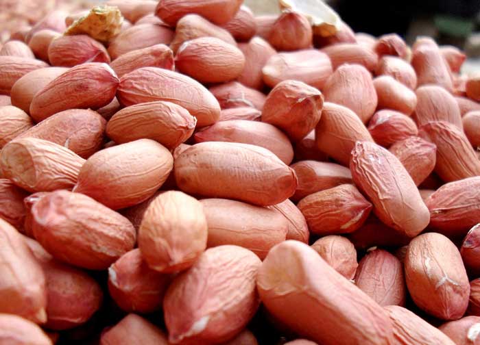 为什么说花生又叫长生果？