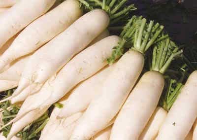 秋冬季节的萝卜赛人参