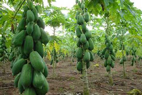 木瓜的药用价值与应用范围