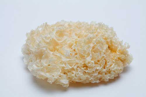 银耳的鉴别方法 怎么区分银耳的好坏