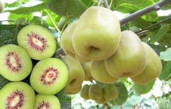 怎样挑选猕猴桃