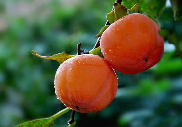 柿子不能与什么食物同吃