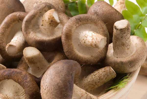 蘑菇的种类 蘑菇有哪些营养