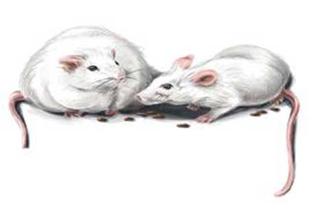 肠道内有啥菌_影响你是胖或瘦