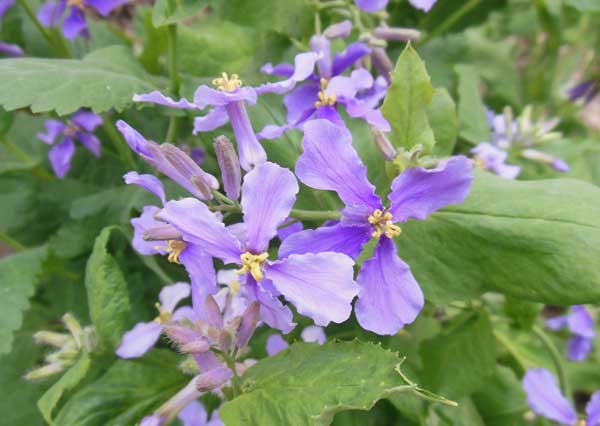 春季常见的4种美味野菜