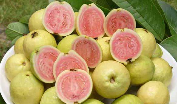 番石榴营养虽高但易上火