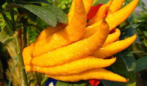 佛手瓜的功效与作用营养价值及佛手瓜食谱