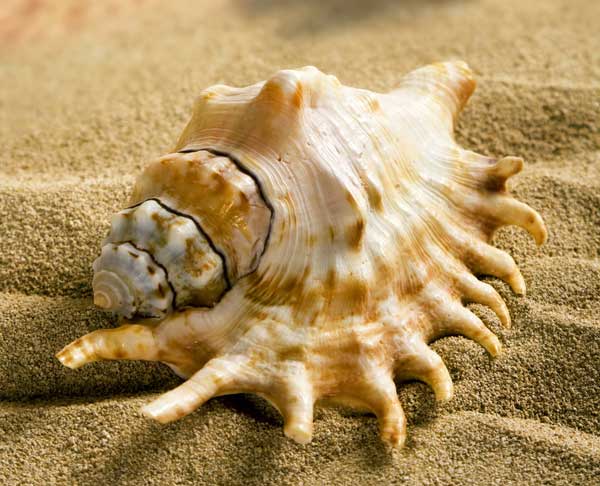 如何正确吃海螺