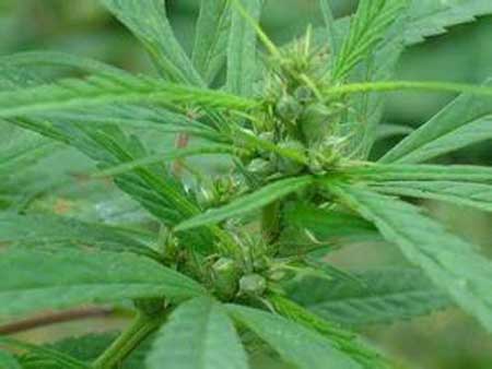 女性福音:“火麻”成食疗界网红,通便护肤抗衰老