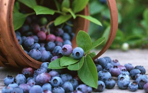 对眼睛好的水果 8大水果保护你的视力