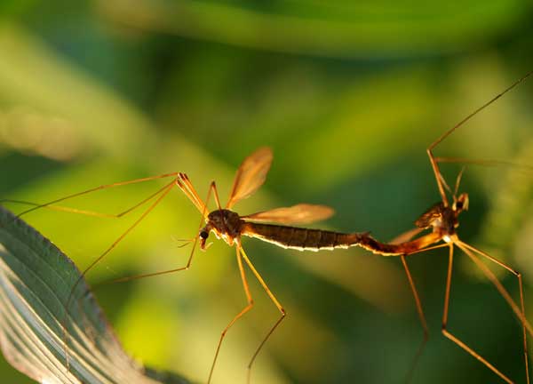 夏日驱蚊小妙招