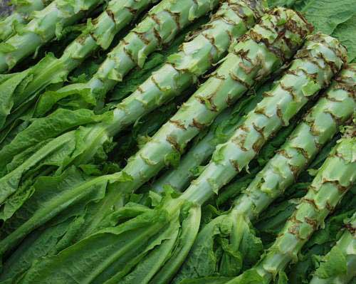 莴笋的做法 莴笋强大的营养功效