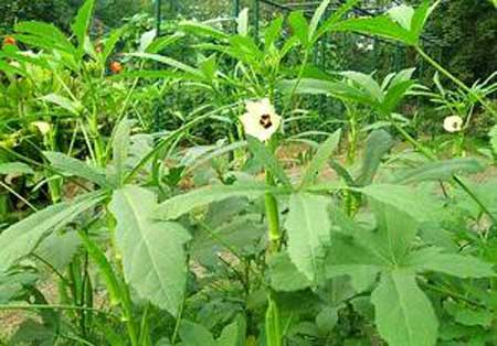 春天的野菜就是“降火药”