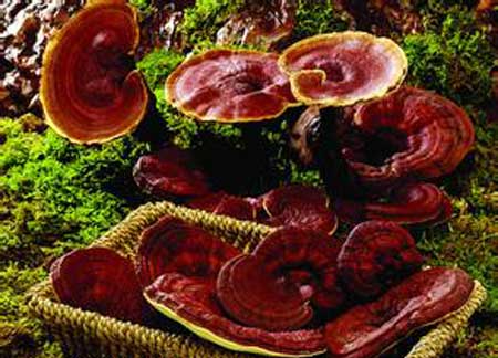菌类的药用功效多 盘点十大菌类食物