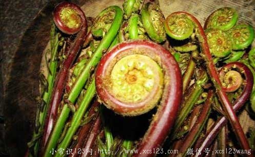 大棚种植的野菜营养如何？