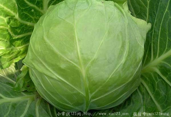 甘蓝的营养价值 吃甘蓝有什么好处？