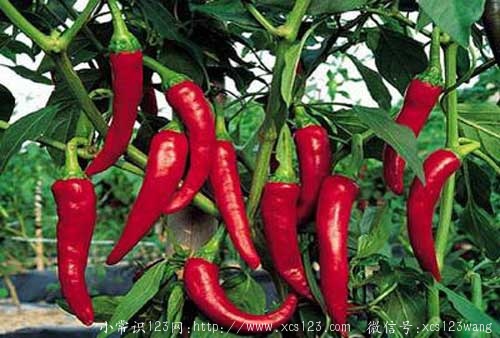怎么吃辣椒更健康？