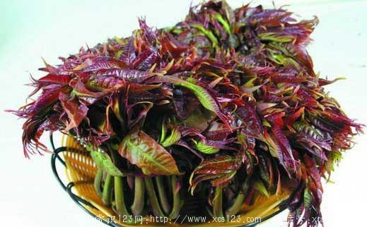 香椿不焯烫真的会中毒吗？