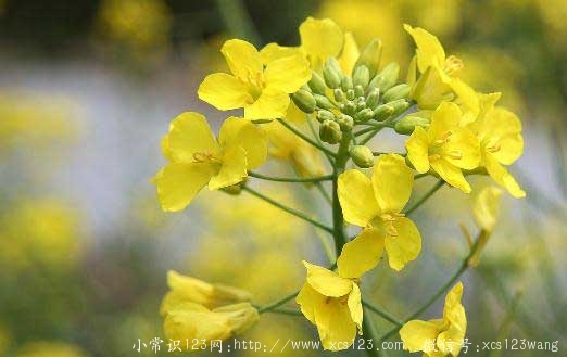 油菜的药用功效与食用方法