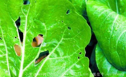 有虫眼的蔬菜就是无农药吗？