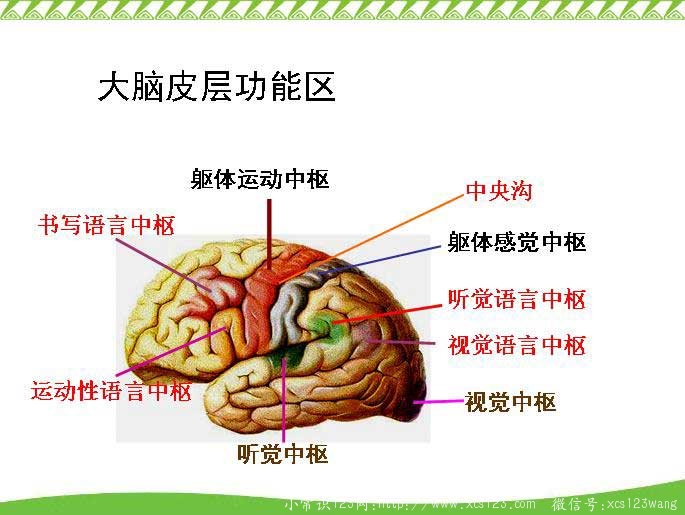 失语症的临床表现与治疗方法