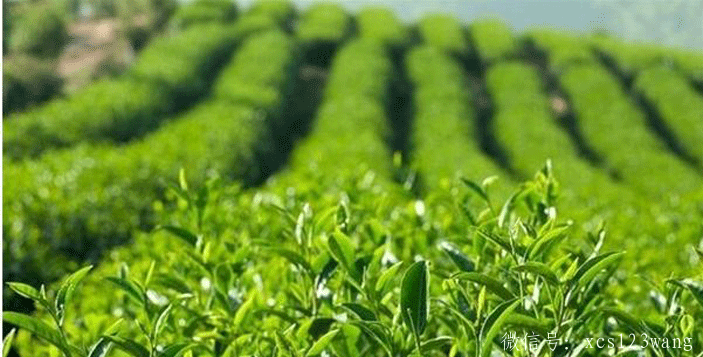 茶叶有哪8个小妙用？