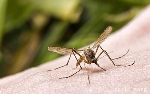 蚂蚁、蚊子、蟑螂都怕什么气味呢？