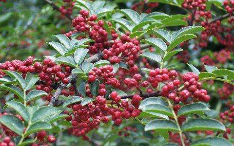 花椒水可以治痔疮吗？