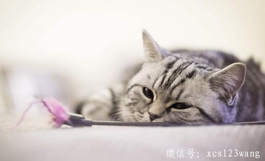 千万别盲目相信“养生妙方” 吃南瓜来降糖可靠吗