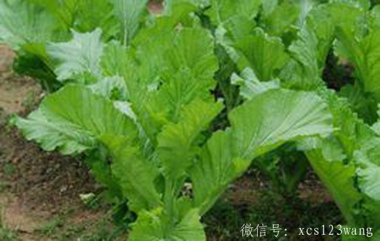 雪里红要不要用开水焯 和芥菜有什么区别