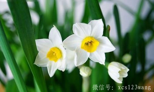 什么花不宜放室内种养 夜来香使人头晕