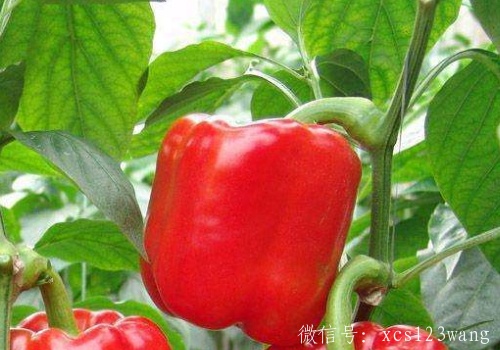 灯笼椒的功效与作用 和小米椒哪个辣