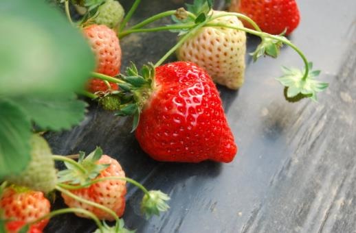 草莓怎么洗才干净 最好用自来水不断冲洗