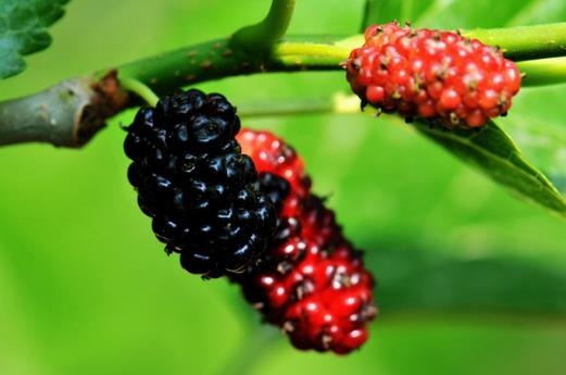 桑葚的洗涤方法 淡盐水或淘米水浸泡