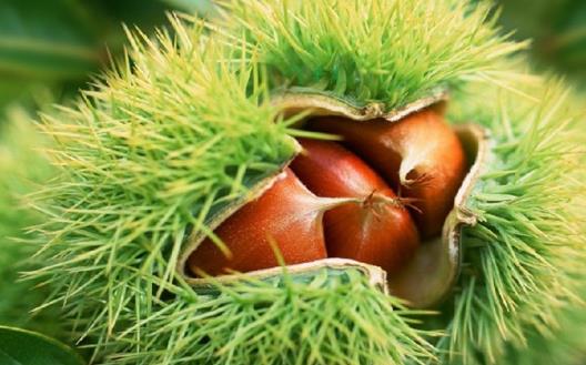 板栗是生吃还是熟吃好,有何禁忌?