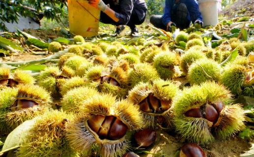 板栗是生吃还是熟吃好,有何禁忌?