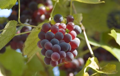 吃这几种水果,比吃肉还容易胖,可有人不懂,还用它们来