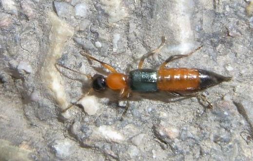 春天外出踏青注意事项 花草虽美小心有毒