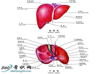 治疗各类肝病的食疗配方