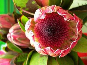 各种花茶的调理偏方大全