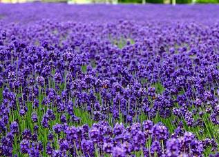 各种花茶的调理偏方大全