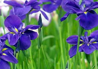 各种花茶的调理偏方大全