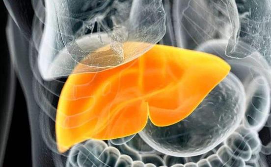 脂肪肝的原因 肥胖和饮酒导致脂肪肝的形成