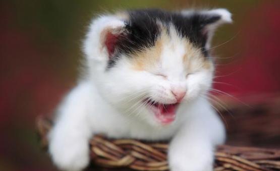 吸猫有风险 免疫力低尽量别养猫