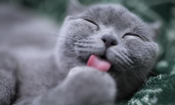 吸猫有风险 免疫力低尽量别养猫