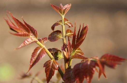 春天清火必吃的六种食物推荐