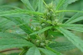 女性福音：“火麻”成食疗界网红，通便护肤抗衰老