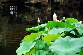 顺应时令之谷雨养生