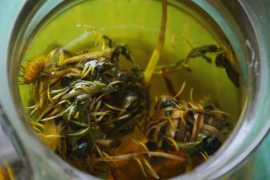 痘痘老是冒脸上咋办？喝蒲公英茶用温水洗脸预防